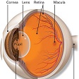 Retina